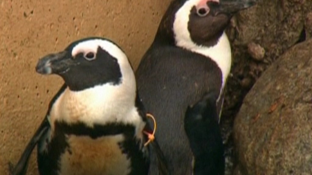Buddy a Pedro_homosexuálne tučniaky_pár
